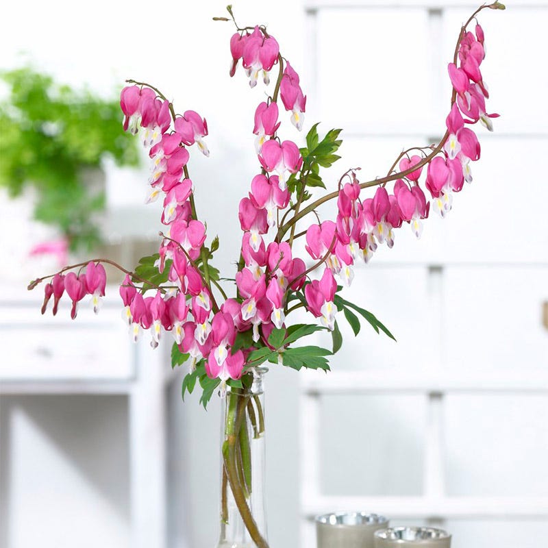 Pink Bleeding Heart