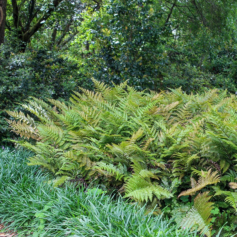 Brilliance Autumn Fern