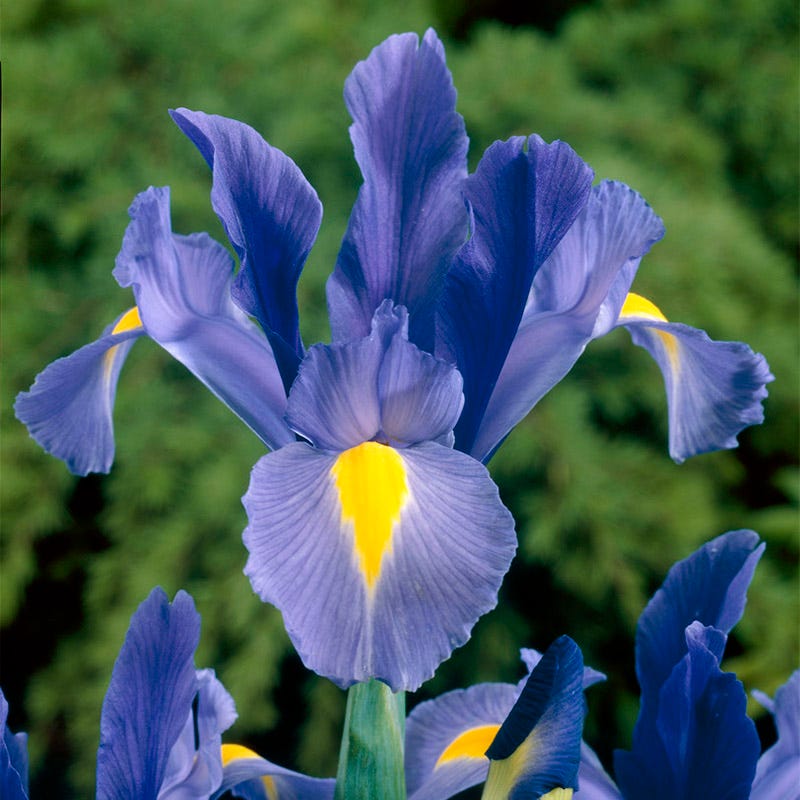 Deer Resistant Beauties Bulb Collection
