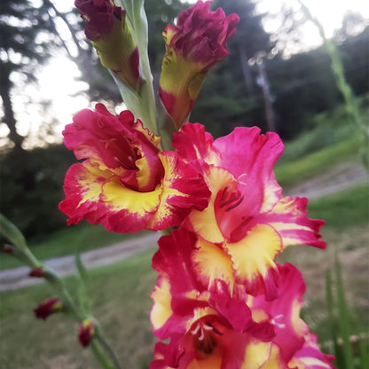 Dynamite Gladiolus