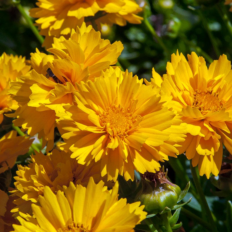 Early Sunrise Coreopsis