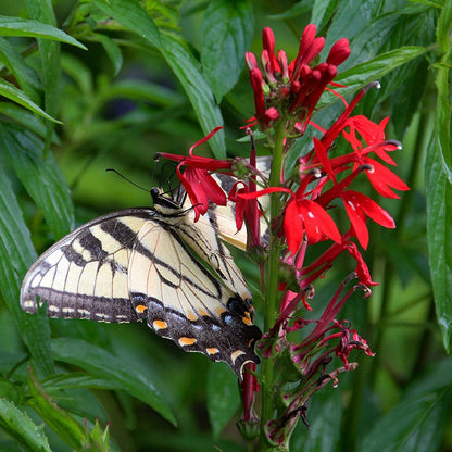 Cardinal Flower Seeds