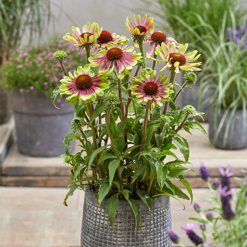 Green Twister Echinacea