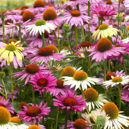 Echinacea Mix