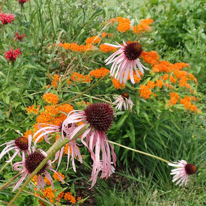 Butterfly Weed