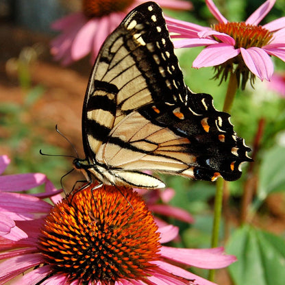 Magnus Echinacea
