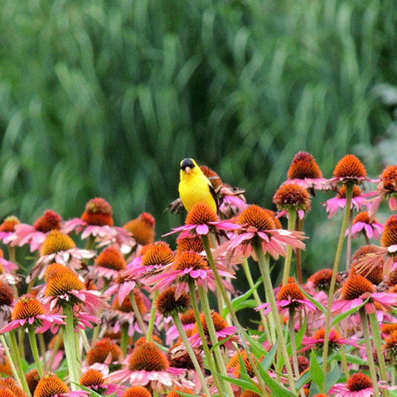 Magnus Echinacea
