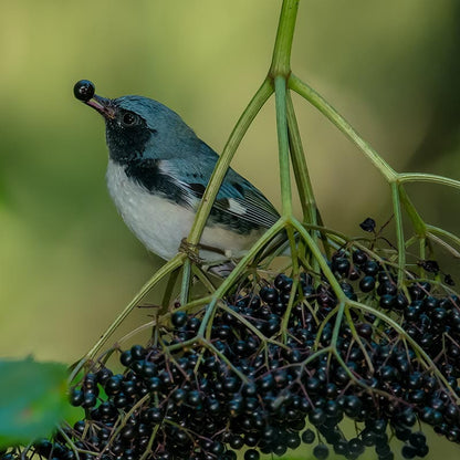 Sambucus canadensis, Elderberry