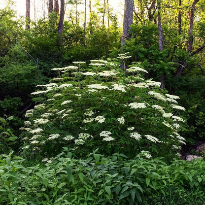 Bird Watcher Plant Collection
