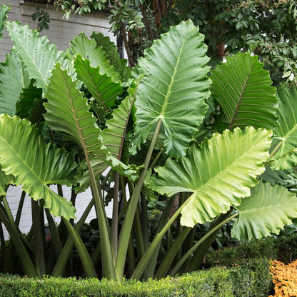 Portora Upright Elephant Ear
