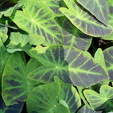 Elephant Ears