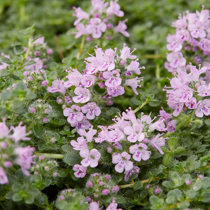 Elfin Creeping Thyme