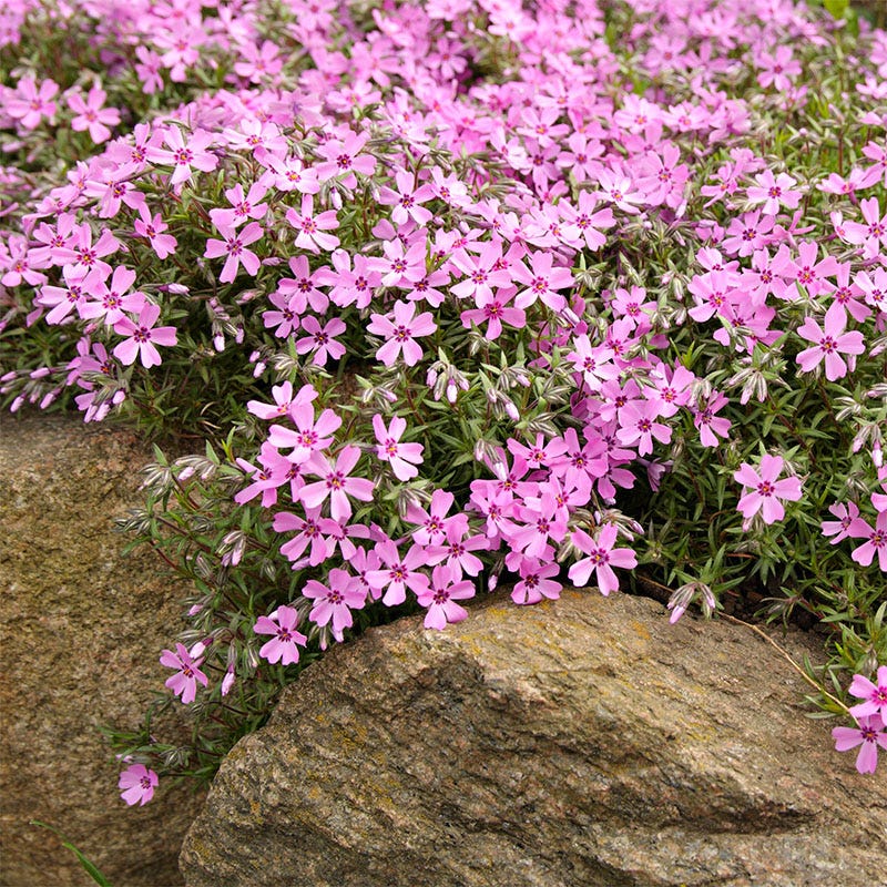 Pink Creeping Phlox Emerald Pink, Phlox growing over rocks
