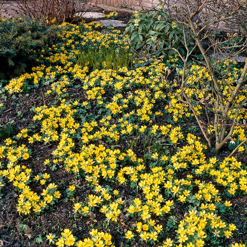 Winter Buttercups