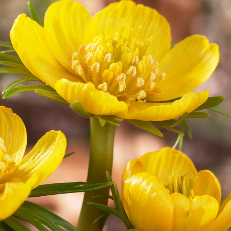 Winter Buttercups