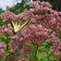 Eutrochium maculatum