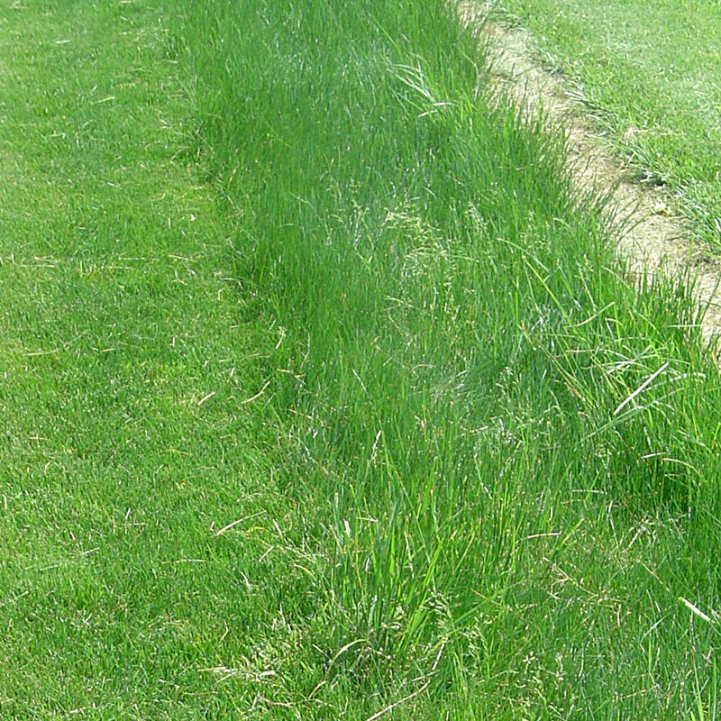 Creeping Red Fescue Grass Seeds