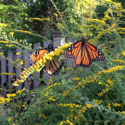Fireworks Goldenrod