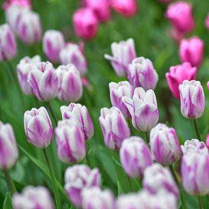 Flaming Flag Triumph Tulip