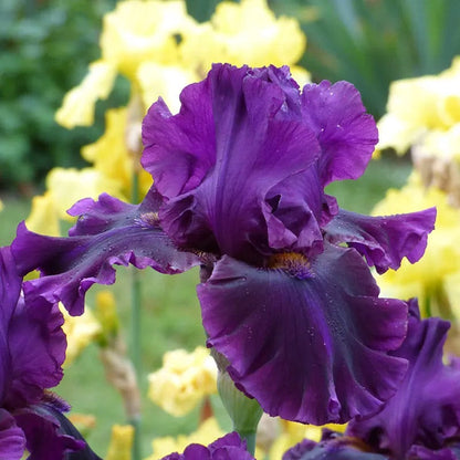 Rainbow Bearded Iris Collection