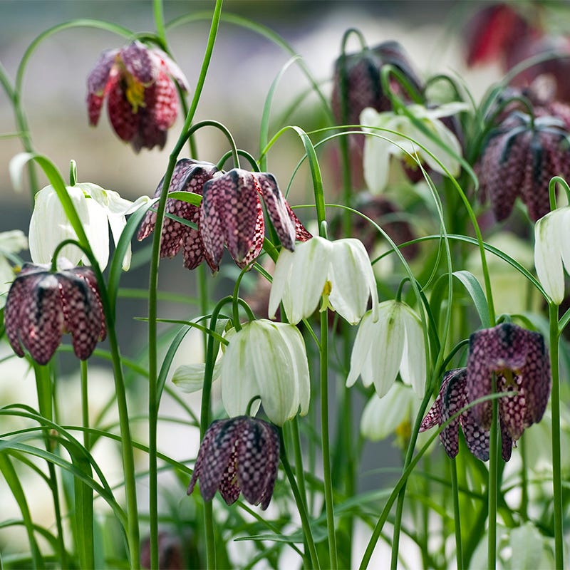 Crown Jewels Fritillaria Bulb Collection