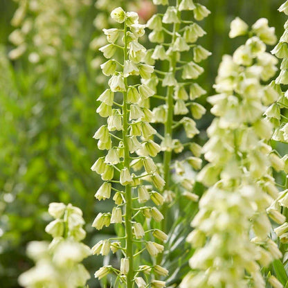 Crown Jewels Fritillaria Bulb Collection