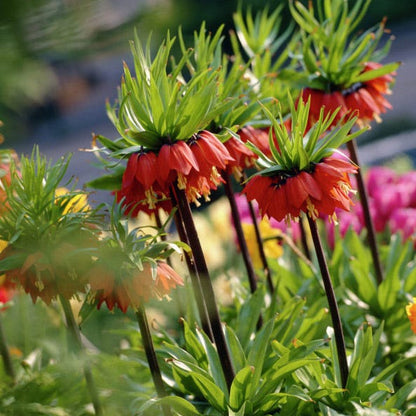 Crown Jewels Fritillaria Bulb Collection