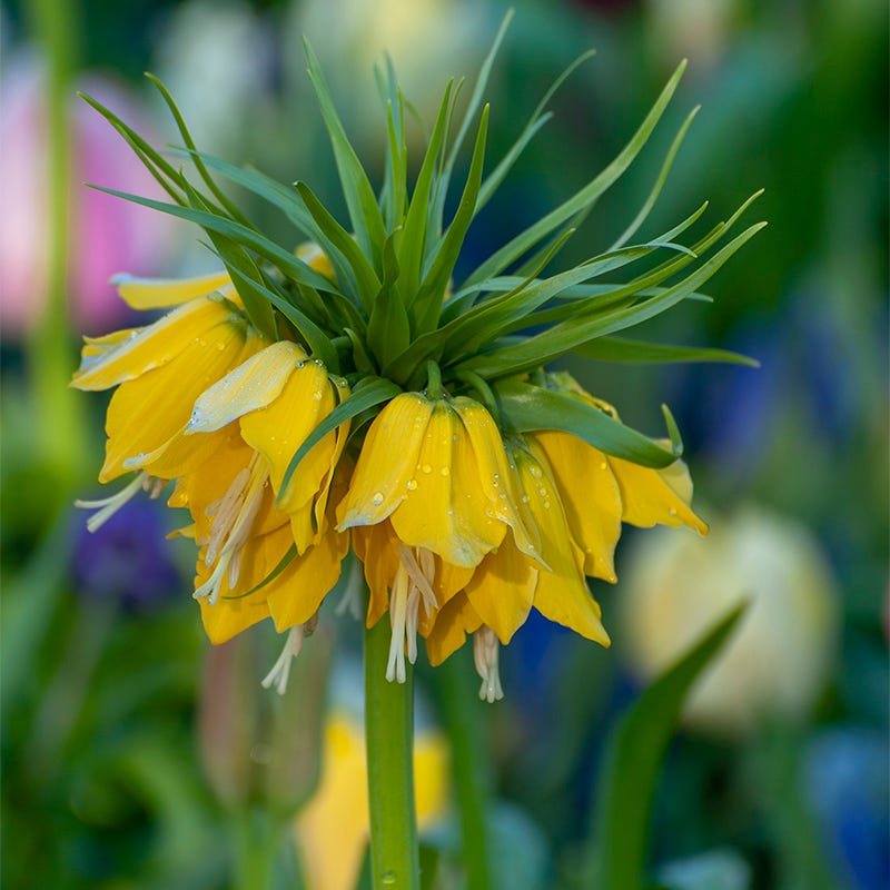 Crown Jewels Fritillaria Bulb Collection