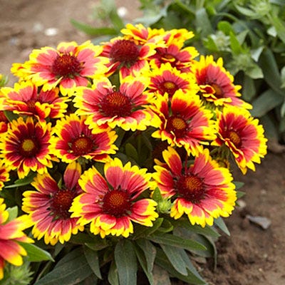 Arizona Sun Gaillardia