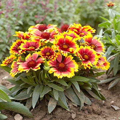 Arizona Sun Gaillardia