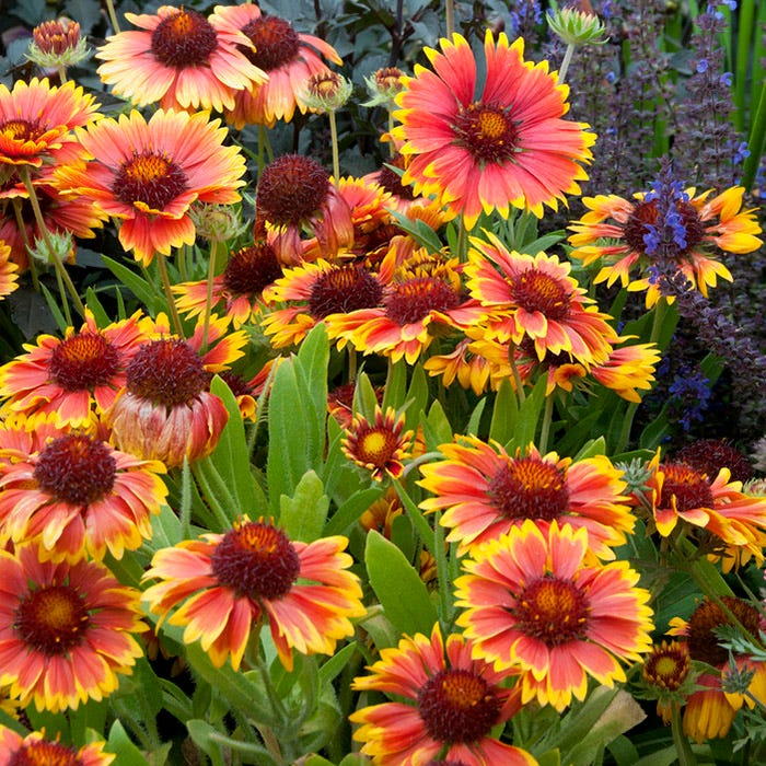 'Goblin' Gaillardia (Blanket Flower)