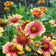 Firewheel Seeds