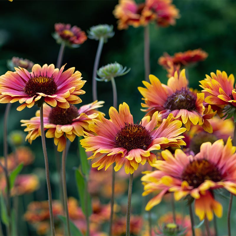 Firewheel Seeds
