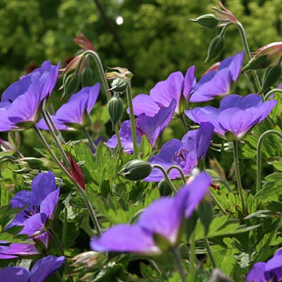 Rozanne Geranium