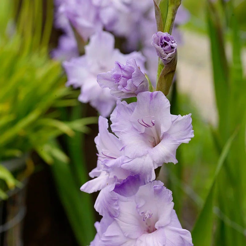 Limited Edition Great Gladiolus Collection