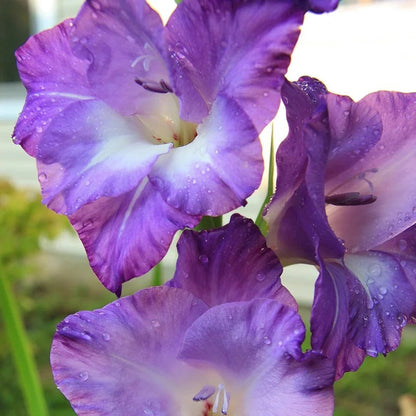 Limited Edition Great Gladiolus Collection