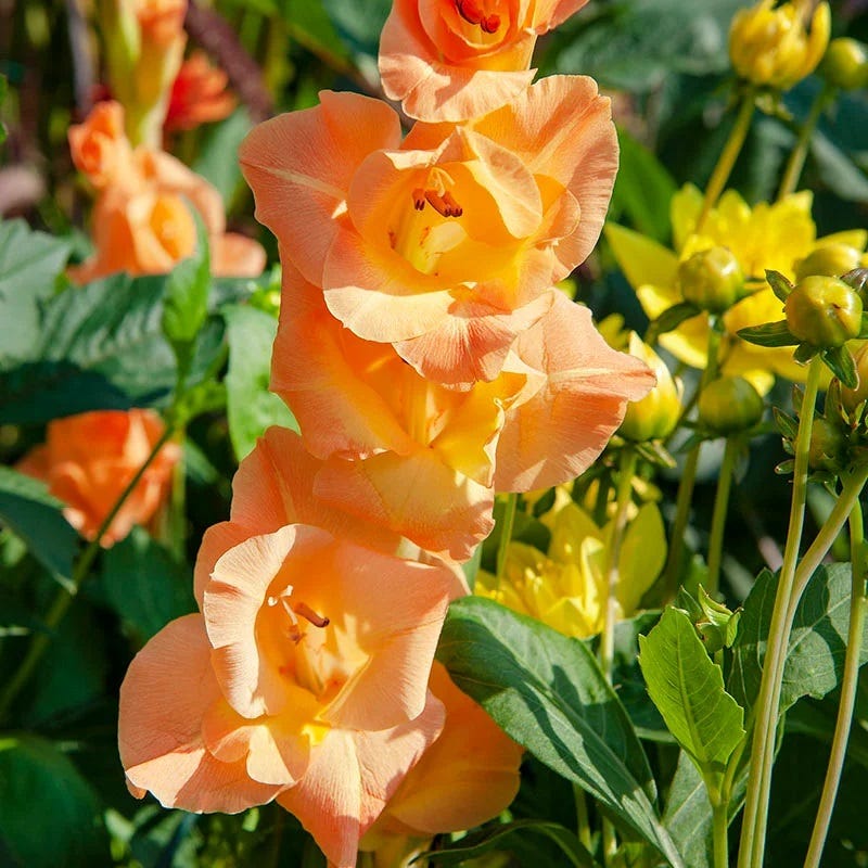 Limited Edition Great Gladiolus Collection