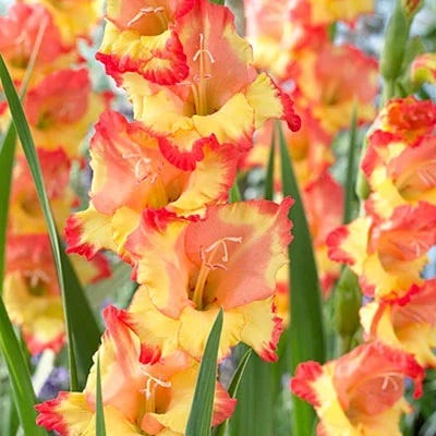 Limited Edition Great Gladiolus Collection