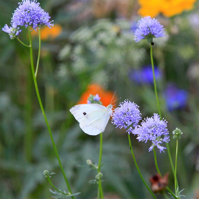 Globe Gilia Seeds