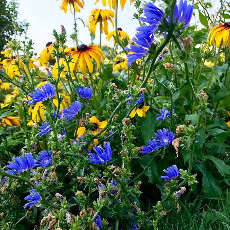 Chicory Seeds