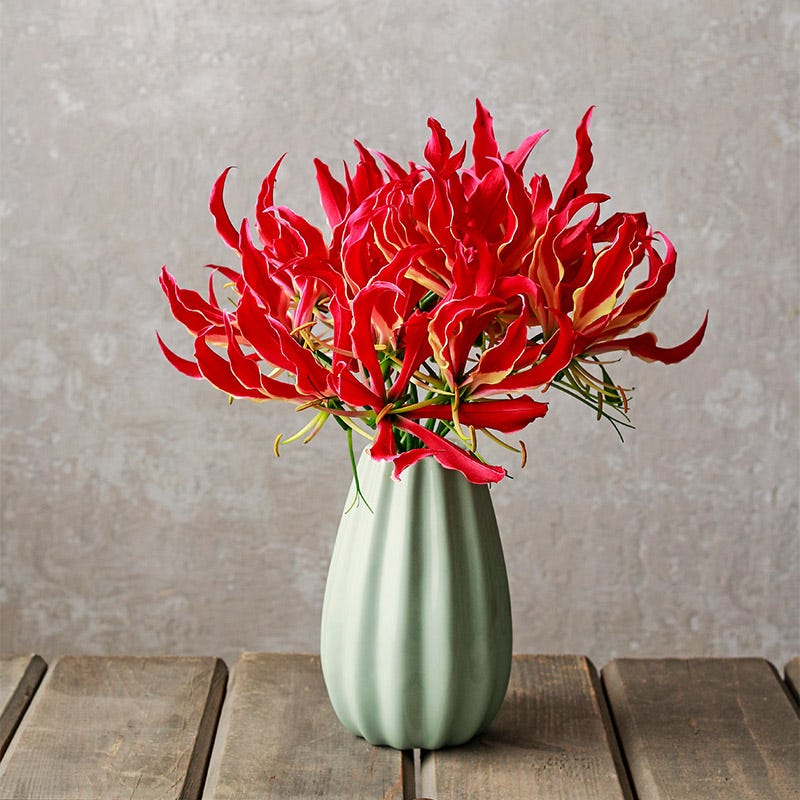 Gloriosa Lily