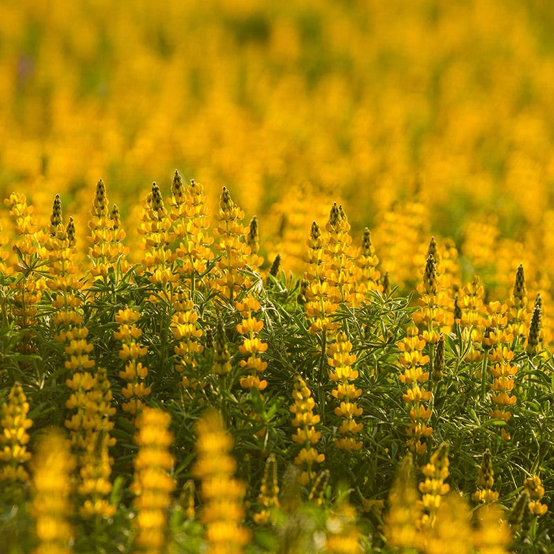 Golden Lupine Seeds
