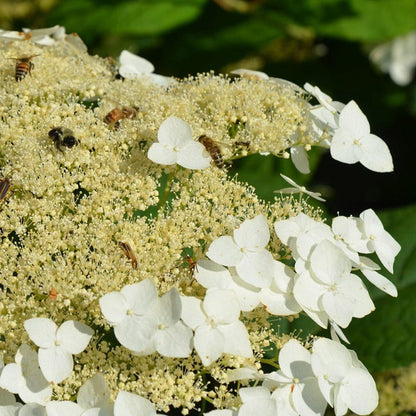 Haas Halo Hydrangea