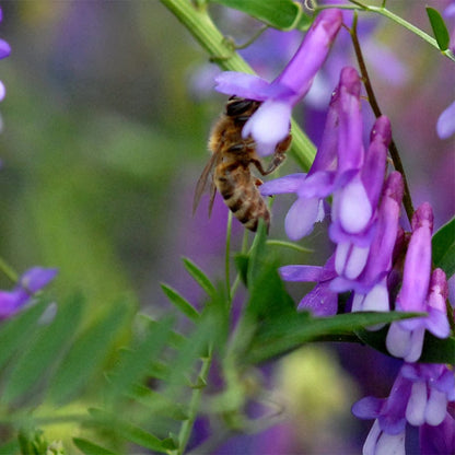 Pollinator Cover Crop Seed Mix
