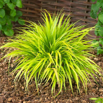 All Gold Japanese Forest Grass