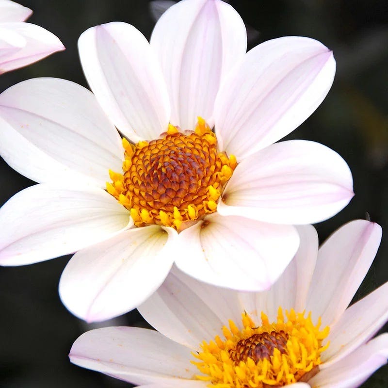 Little Charmers Dahlia Collection
