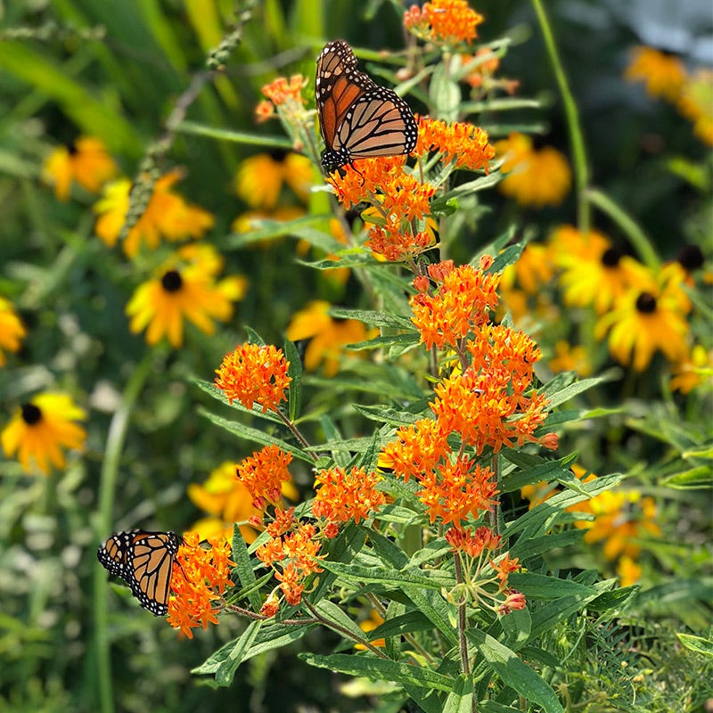Native Northeast Wildflower Seed Mix