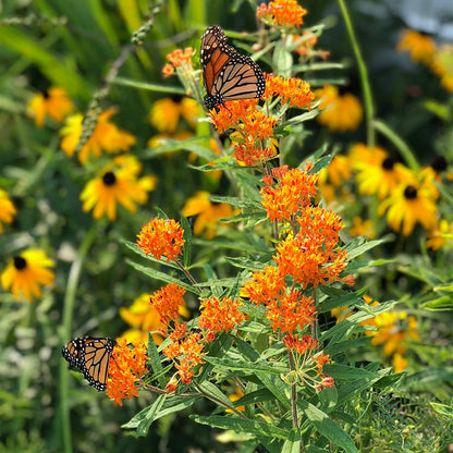 Native Northeast Wildflower Seed Mix