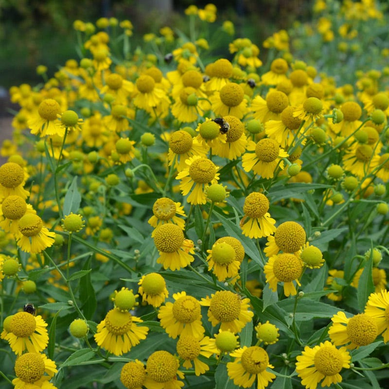 Helenium autumnale