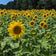 Helianthus annuus 'Black Oil'